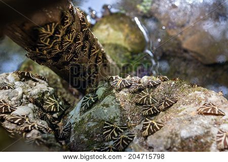Small butterflies on stone at Butterfly valley of Rhodes island, Greece