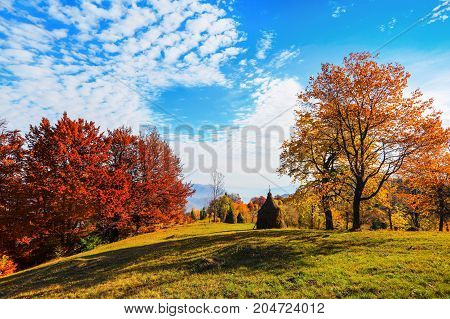 At the high mountains with dense forest there are nice orange coloured trees on the big lawn. Autumn scene in the sunny day.
