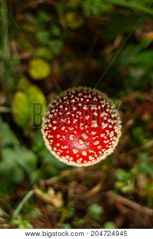 An Amanita Muscaria mushroom captured in the forest during the early morning