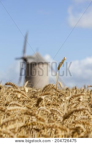 Selective focus on few wheat ears in a field of cereals against an out of focus tranditional French windmill in the background.