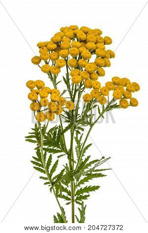 Flowers the medicinal plant of tansy, lat. Tanacetum vulgare, isolated on white background