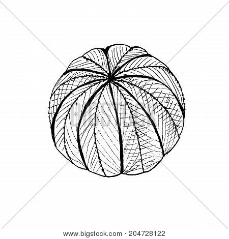 Hand Drawn Cactus Echinopsis, Liner Vector Illustration