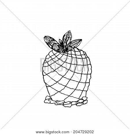Hand Drawn Pelecyphora Pseudopectinata, Liner Vector Illustration On White