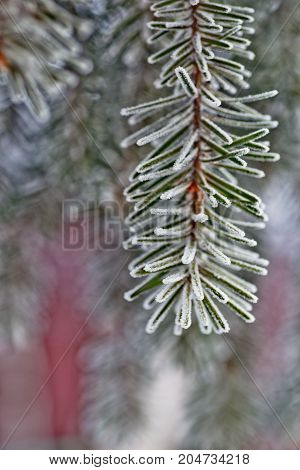 Branch of blue fir-tree blue green white Colorado blue spruce Picea pungens covered with hoarfrost. New Year's Bekraund. Place for a copy-paste.