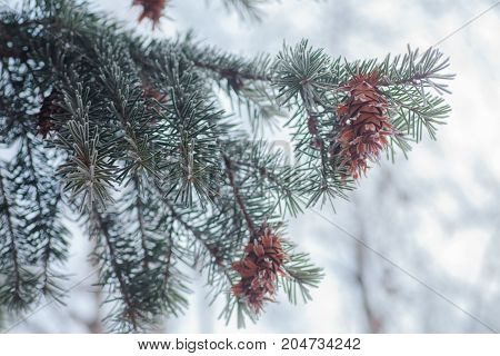 Mature cone on Branch of blue fir-tree blue green white Colorado blue spruce Picea pungens covered with hoarfrost. New Year's Bekraund. Place for a copy-paste.