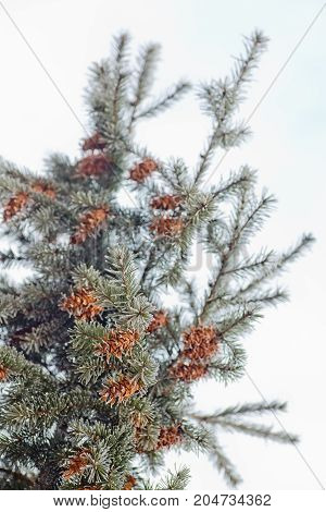 Mature cone on Branch of blue fir-tree blue green white Colorado blue spruce Picea pungens covered with hoarfrost. New Year's Bekraund. Place for a copy-paste.