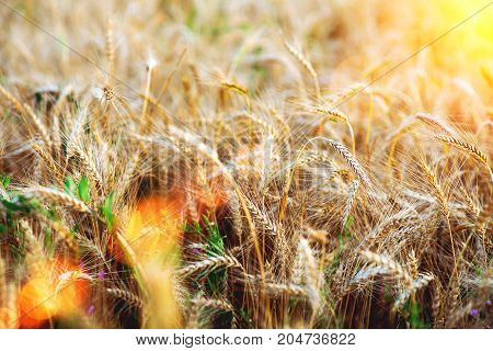 A close-up of wheat in the field. Summer in bright sunlight glare. Beautiful landscape of nature. The concept of a rich harvest. The background of a ripening meadow mushroom.