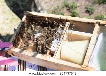 Beekeeper Holding A Small Nucleus With A Young Queen Bee. Breeding Of Queen Bees. Beeholes With Hone
