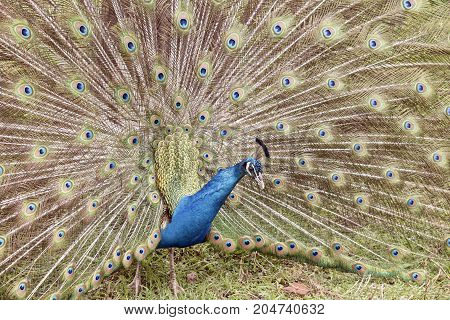 the male peacock is displaying all his tail featers trying to attract a mate