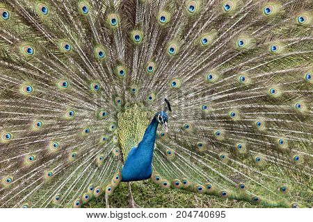 the male peacock is displaying all his tail featers trying to attract a mate