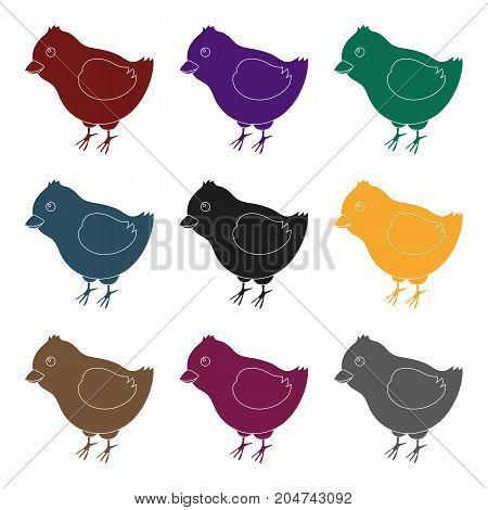 Yellow fluffy chick . Easter single icon in black style vector symbol stock web illustration.
