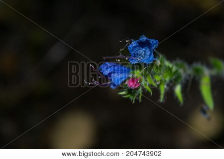 Blue Forest Flowers Close Up