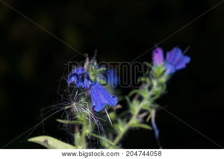 Blue Forest Flowers Close Up
