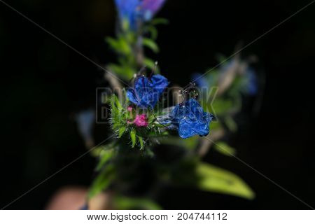 Blue Forest Flowers Close Up
