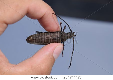 Beetle Bark Beetle. Imago Of An Insect. Beetle With Long Antennae.