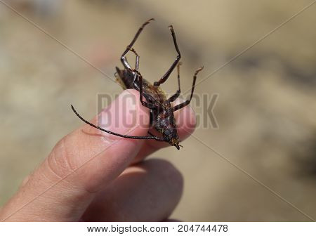 Beetle Bark Beetle. Imago Of An Insect. Beetle With Long Antennae.