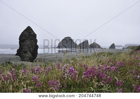 Oregon coast sea stack rock formations and wildflowers