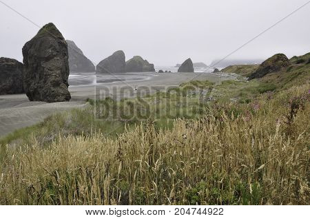 foggy Oregon coast with sea stack rock formations and wild grasses