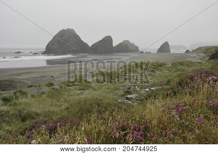 Oregon coast in the fog with beach grasses and wildflowers in the foreground