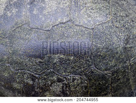 Background Texture Of Tortoise Shell. Turtle Shell.