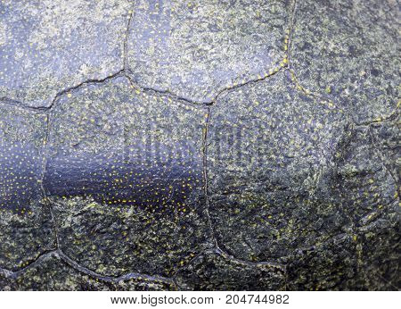 Background Texture Of Tortoise Shell. Turtle Shell.