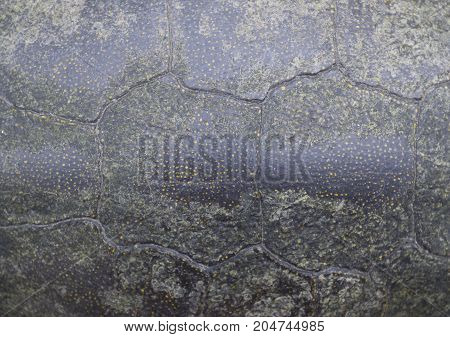 Background Texture Of Tortoise Shell. Turtle Shell.