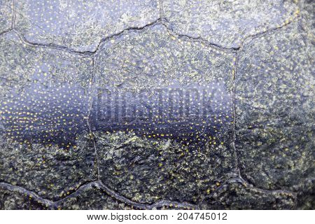 Background Texture Of Tortoise Shell. Turtle Shell.