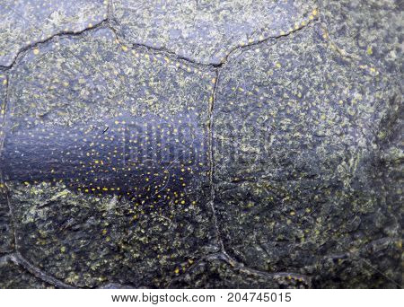 Background Texture Of Tortoise Shell. Turtle Shell.