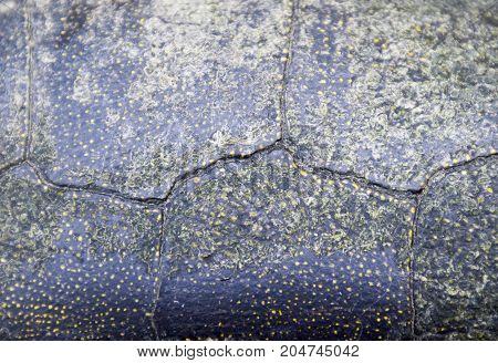 Background Texture Of Tortoise Shell. Turtle Shell.