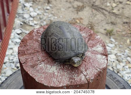 Tortoise On A Wooden Red Stump. Ordinary River Tortoise Of Temperate Latitudes. The Tortoise Is An A