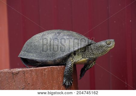 Tortoise On A Wooden Red Stump. Ordinary River Tortoise Of Temperate Latitudes. The Tortoise Is An A