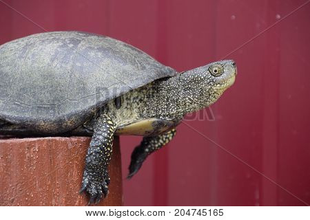 Tortoise On A Wooden Red Stump. Ordinary River Tortoise Of Temperate Latitudes. The Tortoise Is An A