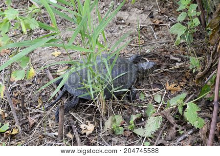 The Turtle Crawls On Dry Grass. Ordinary River Tortoise Of Temperate Latitudes. The Tortoise Is An A
