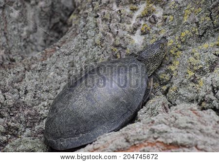 Tortoise On The Bark Of A Tree. Ordinary River Tortoise Of Temperate Latitudes. The Tortoise Is An A