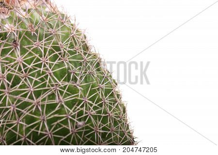 Round cactus with needles. Cactus isolated on white background