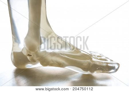 X-Ray Phantom foot transparent isolated on white background.
