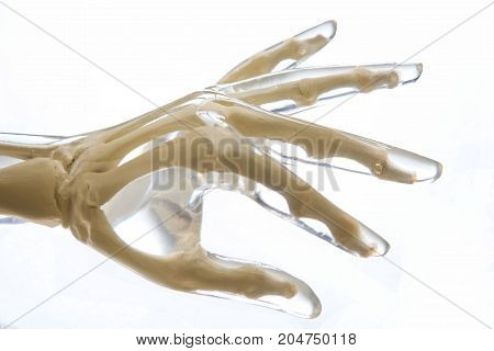 X-Ray Phantom hand transparent isolated on white background.