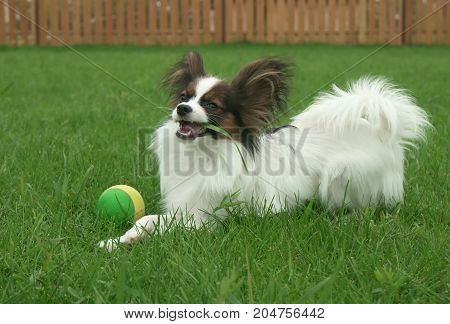 Beautiful young male dog Continental Toy Spaniel Papillon eats grass on a green lawn