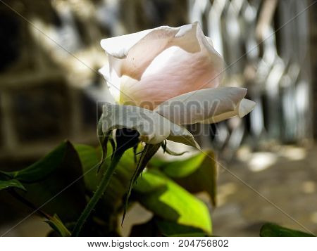 a white flower on a house garden