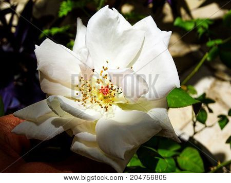a beautiful white flower in a garden