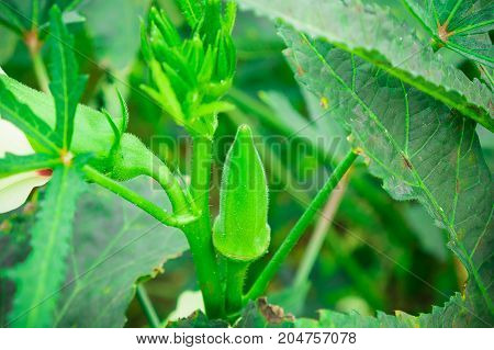 The fresh okra or ladyfinger in farm