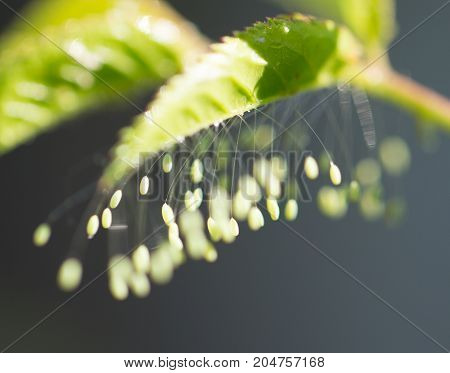 insect eggs on a green leaf. macro
