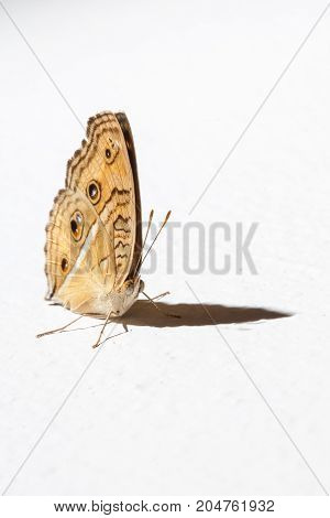 butterfly grasp on the white wall  - stock image