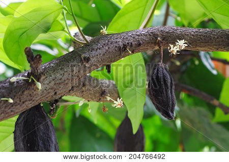 Cacao tree with flower and fruit. Cacao (cocoa) beans used to make a cocoa powder and chocolate.