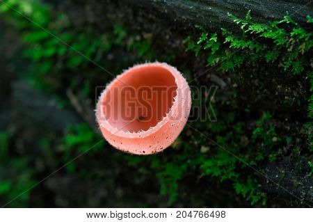 A small beautiful cup fungi (Cookeina sulcipes) found in tropical rainforest of Southeast Asia