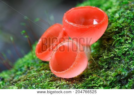 Cookeina sulcipes : a small beautiful cup fungi from tropical rainforest of Southeast Asia