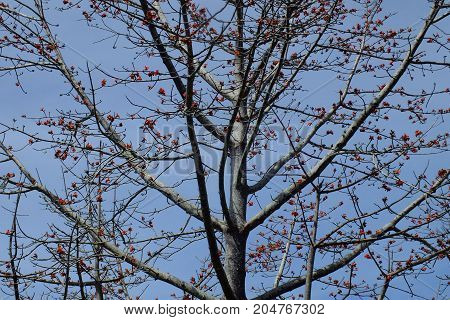an old tree that leaves no leaves but has many flowers