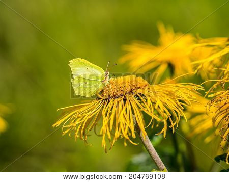 Heartleaf Oxeye with yellow petals Telekia Speciosa and green butterfly