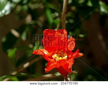 an orange pomegranate rose on it's tree