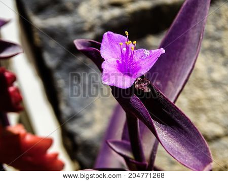 a small purple flower with three petals